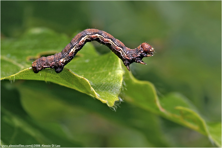 Erannis defoliaria