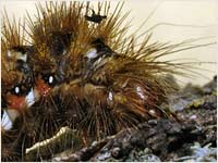 Acronicta rumicis