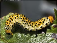 Larva di Arge rosae