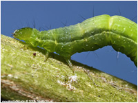 Chrysodeixis