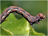 Erannis defoliaria