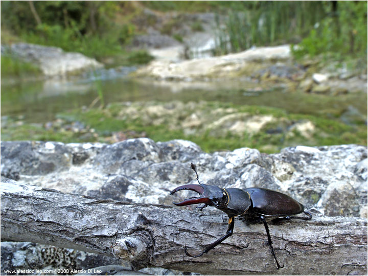 Cervo volante [Lucanus cervus]