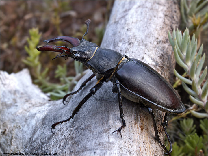 Cervo volante [Lucanus cervus]