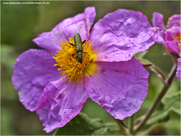 Oedemera sp. su fiore di cisto