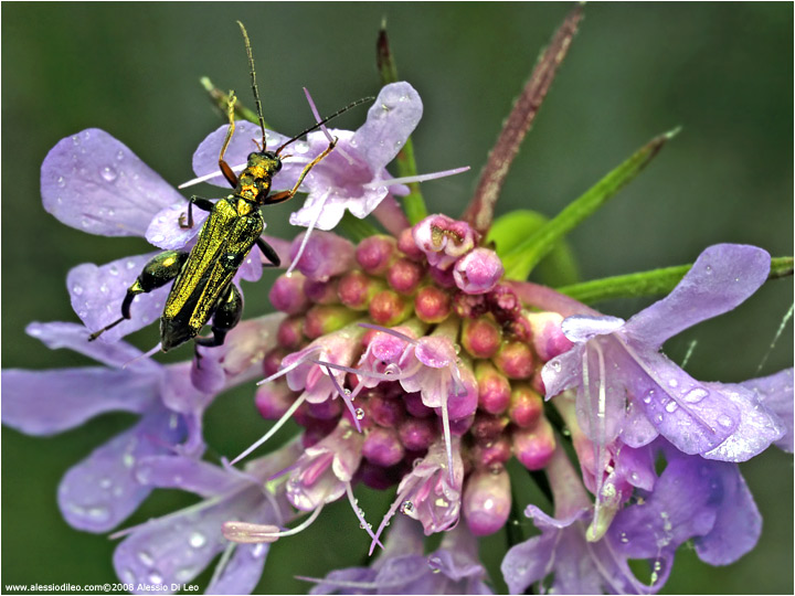 Oedemera flavipes