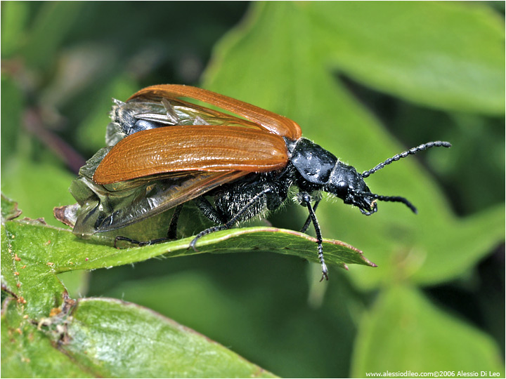 Omophlus lepturoides