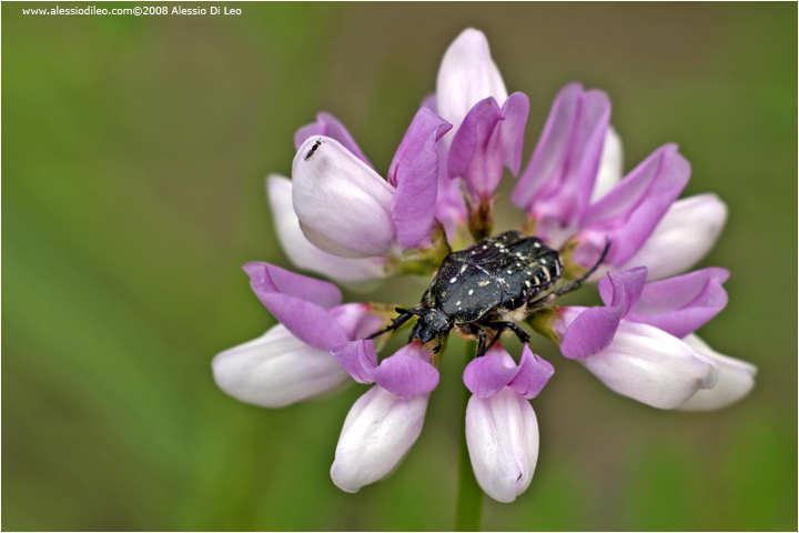 Oxythyrea funesta su fiore di cornetta ginestrina