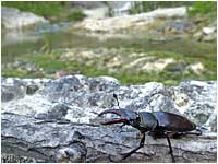 Cervo volante [Lucanus cervus]