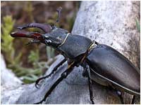 Cervo volante [Lucanus cervus]