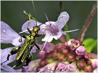 Oedemera flavipes