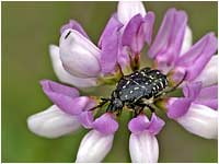 Oxythyrea funesta su fiore di cornetta ginestrina