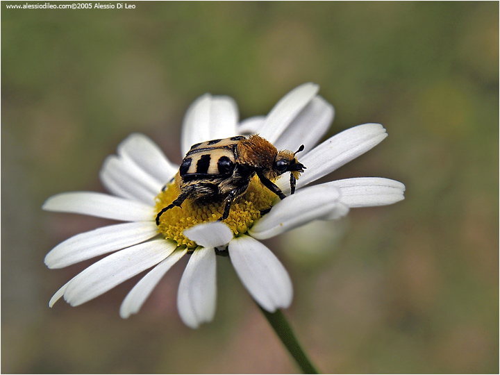 Trichius rosaceus