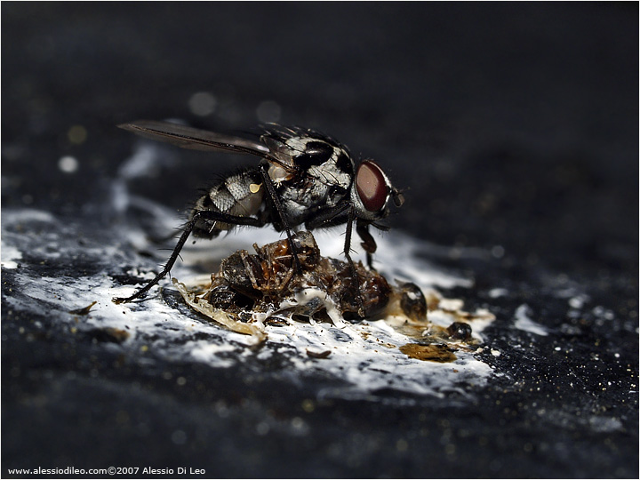 Anthomyia procellaris