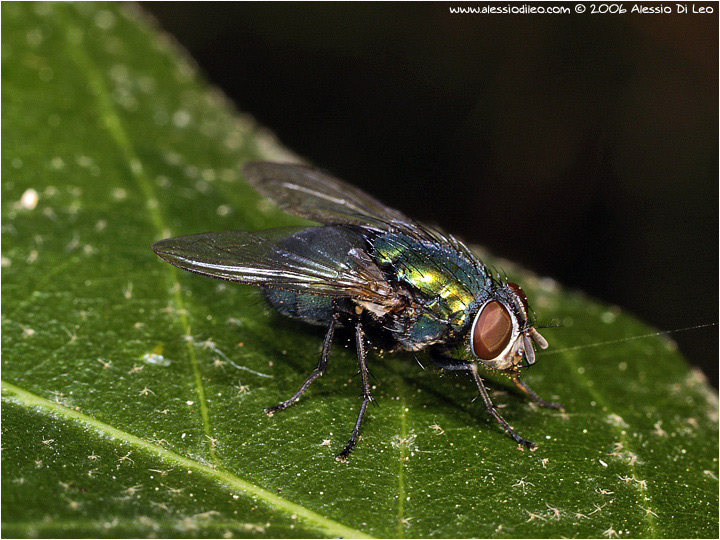 Calliphora vicina