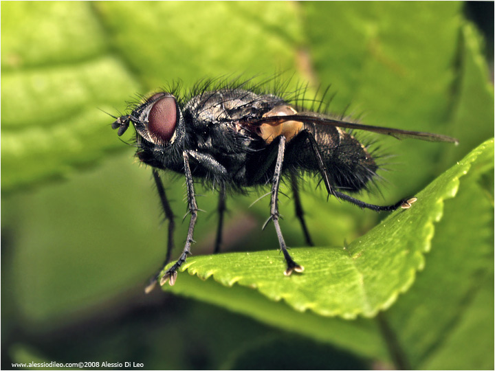 Tachinidae macquartia