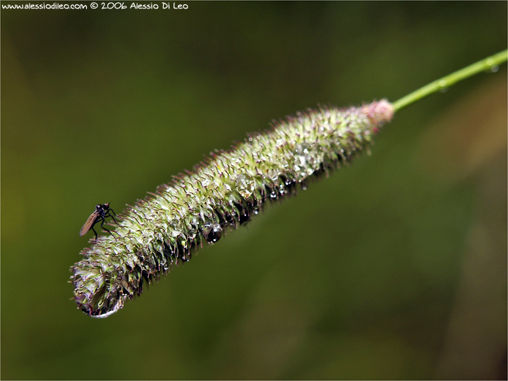 Dittero su plantago