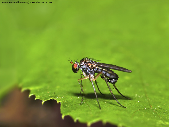 Dolichopodidae maschio