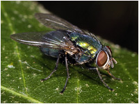 Calliphora vicina