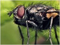 Tachinidae macquartia