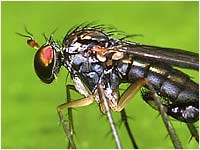 Dolichopodidae maschio