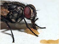 Mosca comune [Musca domestica]