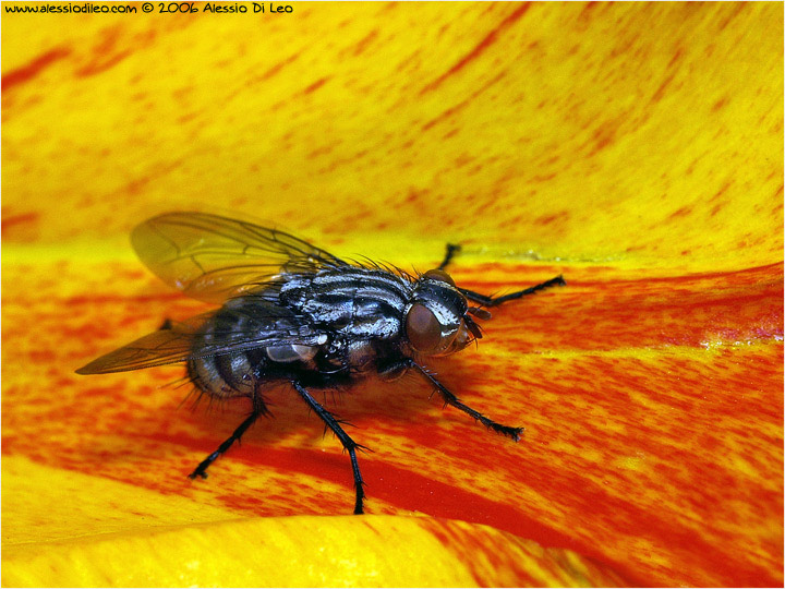 Sarcophaga carnaria su tulipano