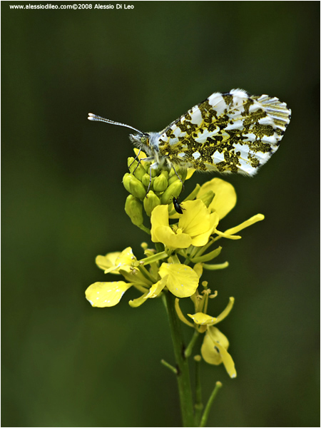 Anthocharis ardamines