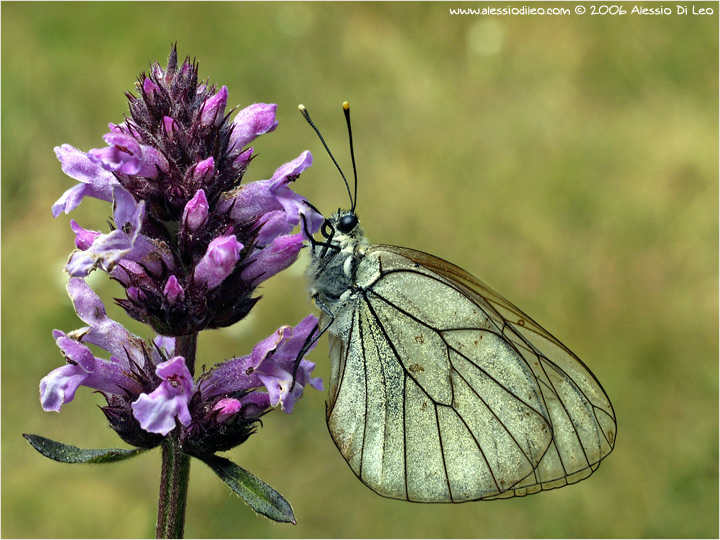 Aporia crataegi