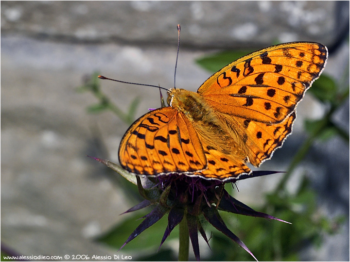 Argynnis adippe maschio