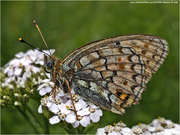 Argynnis niobe