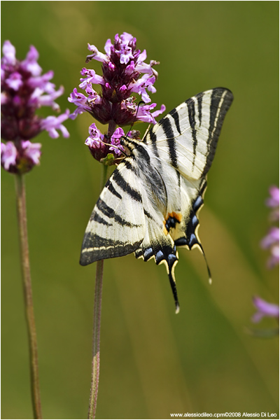 Iphiclides podalirius