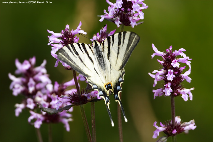 Iphiclides podalirius