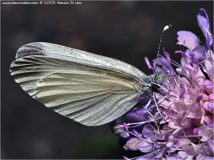 Leptidea sinapis