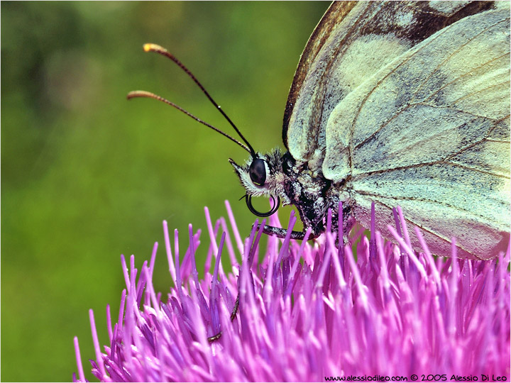 Melanargia galatea femmina