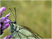 Aporia crataegi