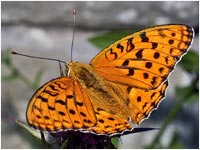 Argynnis adippe maschio