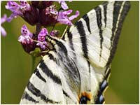 Iphiclides podalirius