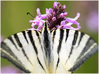 Iphiclides podalirius