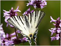 Iphiclides podalirius