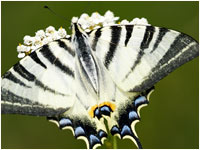 Iphiclides podalirius