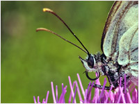 Melanargia galatea femmina