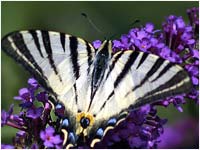 Iphiclides podalirius