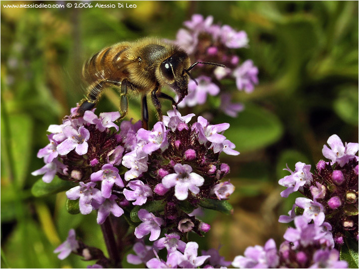 Apis mellifera