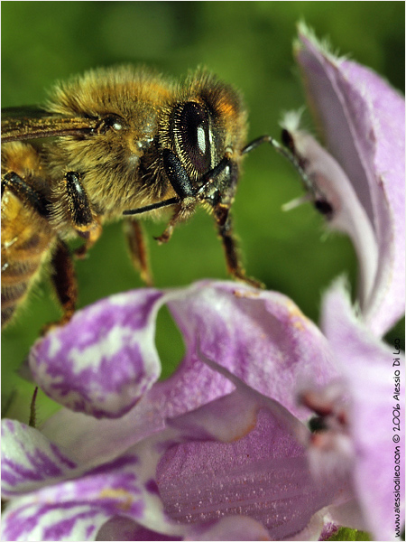 Apis mellifera