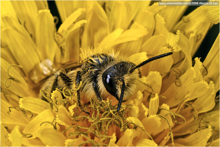 Ape dentro il tarassaco [Apis mellifera]