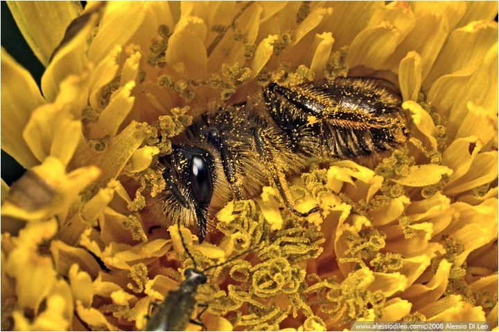 Ape dentro il tarassaco [Apis mellifera]