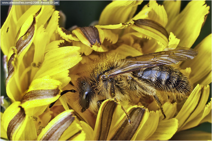 Ape dentro il tarassaco [Apis mellifera]