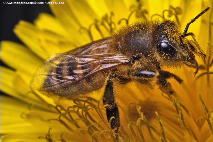 Ape dentro il tarassaco [Apis mellifera]