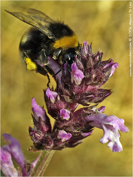 Bombus hortorum mentre fa bottino di polline