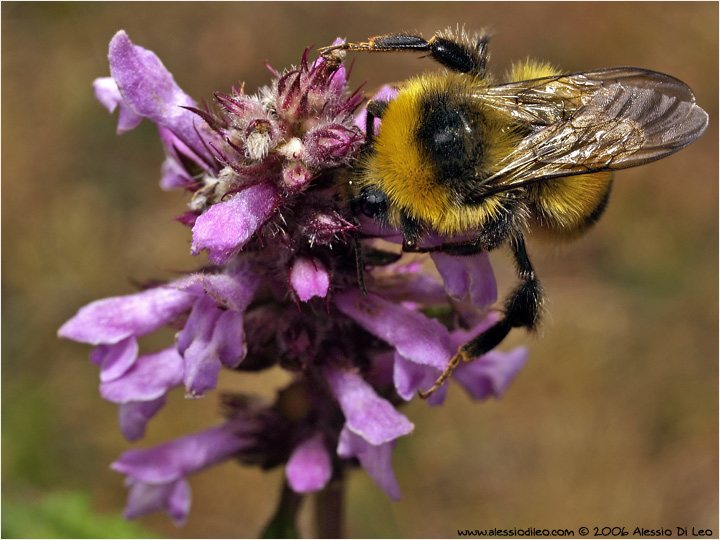 Bombus hortorum mentre fa bottino di polline